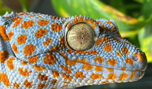 El gecko tokay o científicamente conocido como Gekko gecko, es una de las especies de lagartijas más grandes.