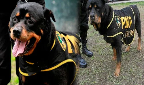 Defensores de animales y policías salvaron a Lay Fun de un posible sacrificio. Foto: Composición LR/ El Popular/ Perú.com Lay Fun, el perro de la Policía que mató a un ladrón y estuvo a punto ser sacrificado: fue considerado héroe de la PNP
