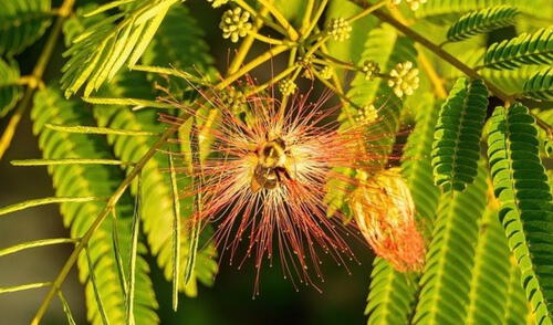 Esta planta con origen en Brasil tiene propiedades psicoactivas que ayudan al tratamiento contra la depresión.