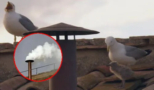 Gaviotas con su polluelo se roban la atención en el Vaticano durante el histórico humo blanco papal