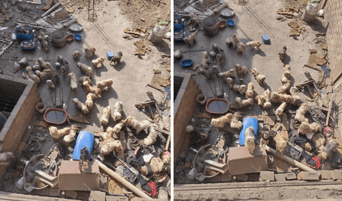 30 perritos se encuentran en situación de abandono. Foto: Patitas Abandonadas