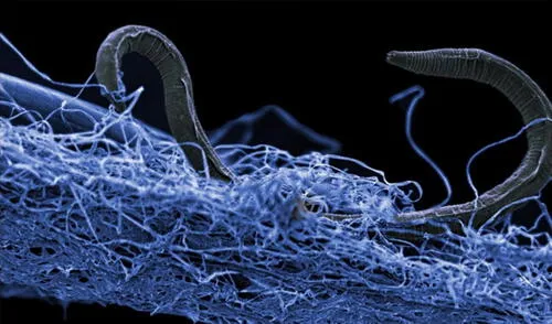 Este microorganismo forma parte del grupo de "bacterias cable"