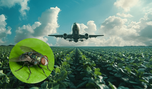 La técnica del insecto estéril consiste en criar millones de moscas en condiciones de laboratorio, esterilizarlas mediante radiación y soltarlas en el medio ambiente de las zonas. Foto: FreePik