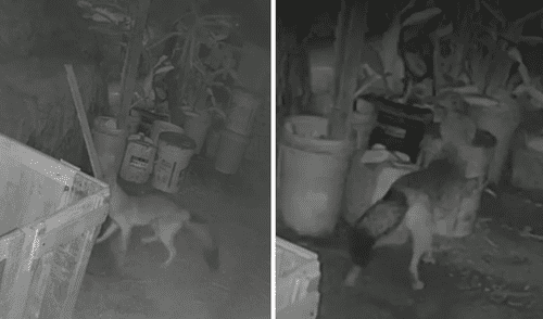 Zorro salvaje en Ate: vecinos reportan ataques a gallinas. Foto: Canal N.