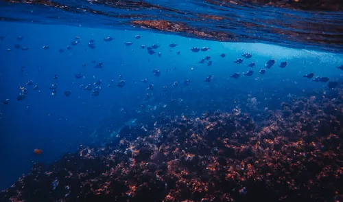 Sin observaciones directas, los riesgos para ecosistemas únicos son inciertos. La minería submarina y la acumulación de residuos industriales amenazan estos hábitats vulnerables. Foto: Freepik Sin observaciones directas, los riesgos para ecosistemas únicos son inciertos. La minería submarina y la acumulación de residuos industriales amenazan estos hábitats vulnerables.