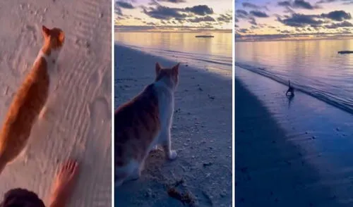 Video tiene miles de vistas en la plataforma. Foto: captura de TikTok /Ceciarmy