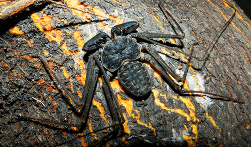 La expedición científica encontró nuevas especies en la cámara oculta de la Cueva de Movile en Rumania.