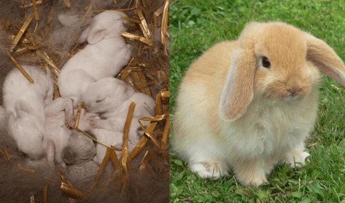 Los gazapos, o crías de conejo, nacen en la situación de desventaja máxima y son ciegos y sordos. Foto: FreePik Los gazapos, o crías de conejo, nacen en la situación de desventaja máxima y son ciegos y sordos. Foto: FreePik