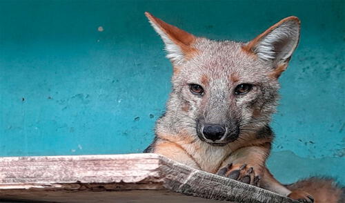 Run Run se convirtió en símbolo de la problemática del tráfico ilegal de fauna silvestre en Perú.