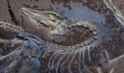 El Archaeopteryx de Chicago bajo luz ultravioleta para mostrar los tejidos blandos junto al esqueleto.