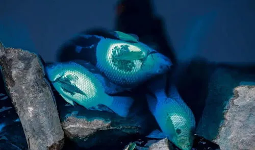 Este derrame en Brasil causó la muerte de numerosos peces en el área. Foto: composición LR/X Este derrame en Brasil causó la muerte de numerosos peces en el área.