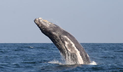 Protegiendo y cuidado el mar peruano.
