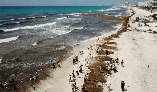 Algas tóxicas amenazan playas del Caribe y Florida, afectando salud y turismo.