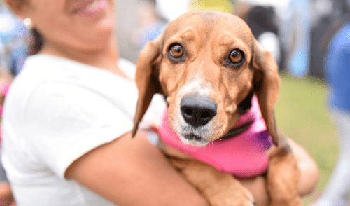 Gran campaña de adopción se desarrollará en el Circuito Mágico del Agua. Foto: Servicio de Parques de Lima Gran campaña de adopción se desarrollará en el Circuito Mágico del Agua. Foto: Servicio de Parques de Lima