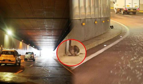 Vecina pide apoyo urgente de las autoridades para rescatar el felino del túnel de Benavides. Foto: Carlos Félix
