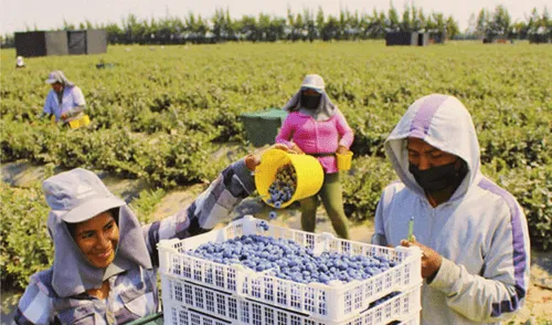 La tasa de desempleo en Perú se situó en 5,5% en el primer trimestre de 2025, según el INEI.