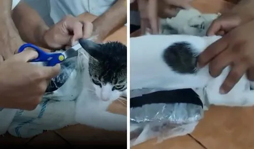 Gato es descubierto cuando intentaba ingresar al penal con droga oculta en su cuerpo