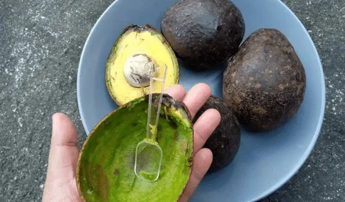 La cáscara de palta tiene muchos beneficios Foto: El Español La cáscara de palta tiene muchos beneficios Foto: El Español