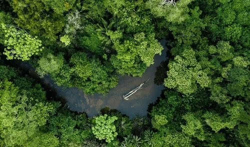 La Amazonía puede resistir décadas de sequía, pero a costa de perder sus árboles más altos y liberar grandes cantidades de carbono, según estudio.