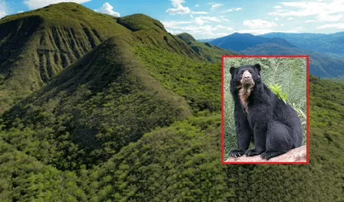 En la nueva área viven especies amenazadas, como el oso de anteojos. En la nueva área viven especies amenazadas, como el oso de anteojos.