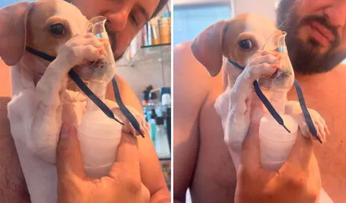 Video ha conmovido a miles de cibernautas. Foto: captura de TikTok/@ceciarmy