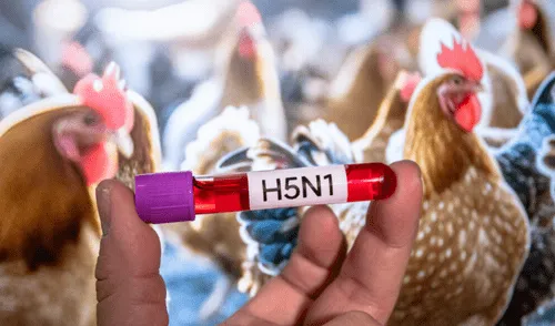 México suspendió temporalmente la importación de productos avícolas para proteger su mercado interno y la salud pública.