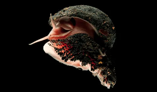 El caracol de patas escamosas es tan resistente que tiene escamas de hierro. Foto: David Shale El caracol de patas escamosas es tan resistente que tiene escamas de hierro.