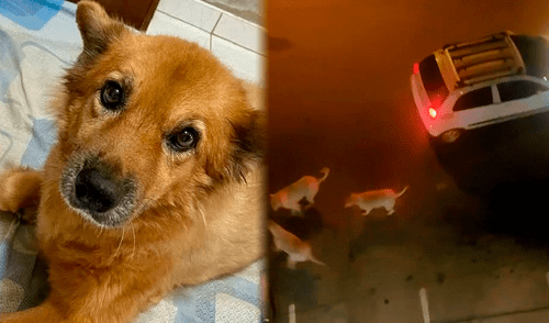 Perrita fue murió defendiendo a su dueña en Chiclayo. Foto. composición LR / difusión Perrita fue murió defendiendo a su dueña en Chiclayo. Foto. composición LR / difusión