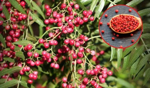 ¿Qué es el pirul, el árbol de Perú que produce un insumo altamente valorado en Europa? Es especialmente demandado en la cocina de Italia. Foto: composición LR/iStock/INECOL_Centro Regional del Bajío. pirul | pimienta rosa | perú | árbol del perú | europa | italia | gastronomía | cocina europea