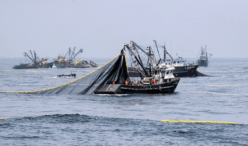 Presión. La pesca industrial está prohibida en Paracas, pero la SNP quiere cambiar la norma. Foto: Produce Presión. La pesca industrial está prohibida en Paracas, pero la SNP quiere cambiar la norma. Foto: Produce