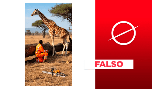 Esta jirafa que es rescatada por un hombre no es real