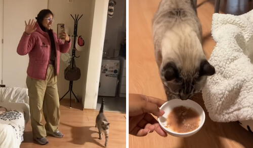 El video generó reacciones sobre el cuidado especializado de mascotas en el Perú. Foto: composición LR/ TikTok Peruana revela cuánto gana por cuidar gatos a domicilio en Lima y sorprende con la cifra: “Es por hora”