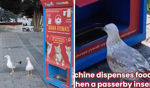 Turquía, y en particular Estambul, es conocida por su convivencia armónica entre humanos y animales callejeros. Foto: composición LR/ TikTok Gaviotas aprenden a maullar como gatos para que dispensador les dé comida: "Ser bilingüe te abre puertas"
