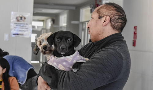 Campaña veterinaria gratuita en Lima: conoce en qué distritos, fechas y especialidades este 2025