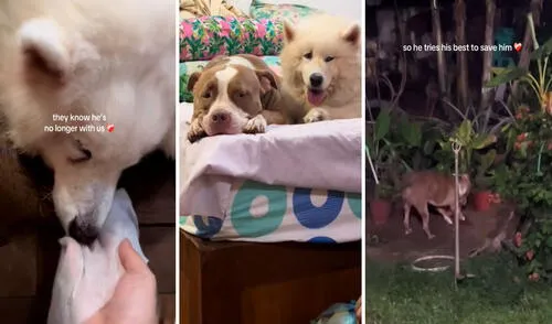 Video conmovió a miles en redes sociales. Video conmovió a miles en redes sociales. Foto: captura de TikTok/@lifebythiri