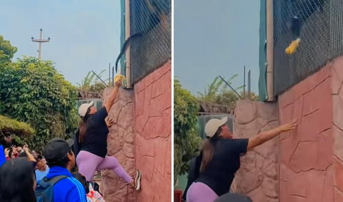 Peruana cruza seguridad para alimentar a monos en el Parque de las Leyendas y provoca indignación en redes: "Está prohibido"