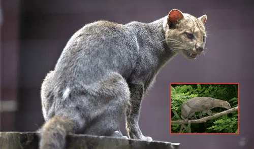 Este depredador, que se creía extinto, reapareció después de 40 años en Texas, Estados Unidos. Foto: composición LR/Texas Native Cats