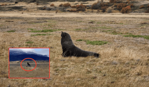 Un lobo marino fue hallado muy lejos de su hábitat natural. Foto: composición LR/Me gusta la Patagonia/El Confidencial Un lobo marino fue hallado muy lejos de su hábitat natural. Foto: composición LR/Me gusta la Patagonia/El Confidencial