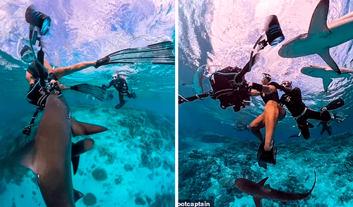 Buceadora se salva de morir ante el ataque de tiburones en Australia y es grabado en video
