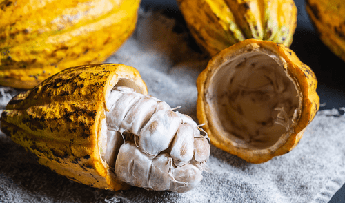 Incremento se debe a la alta demanda internacional y mejoras en la competitividad del cacao. Incremento se debe a la alta demanda internacional y mejoras en la competitividad del cacao.