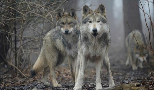 Aumento de ataques de lobos grises en California preocupa a comunidades rurales Aumento de ataques de lobos grises en California preocupa a comunidades rurales