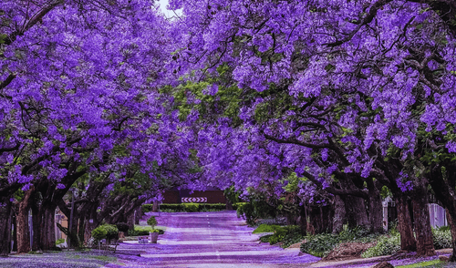 Originario de Sudamérica, este árbol se encuentra de forma natural en países como Argentina, Paraguay, Bolivia y Brasil. Foto: AD 25. Este es el árbol más hermoso del mundo que destaca por sus hojas violetas y está presente en más de un país de Sudamérica