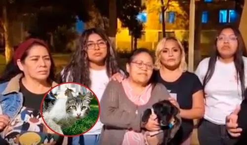 Los vecinos se encuentran preocupados luego de detectar la presencia de venenos en el parque de la zona. Foto: Exitosa Los vecinos se encuentran preocupados luego de detectar la presencia de venenos en el parque de la zona. Foto: Exitosa