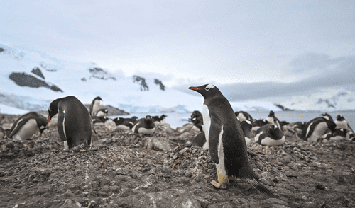 El amoníaco del guano de pingüino crea nubes sobre la Antártida bloqueando la luz solar y bajaría las temperaturas.