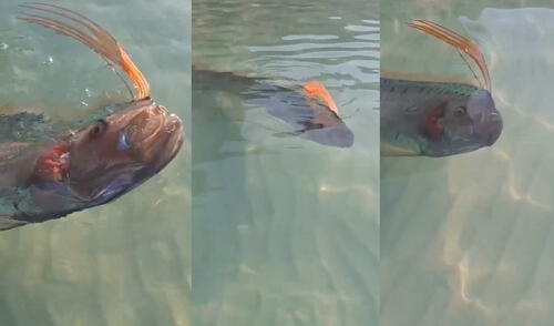 La presencia del pez remo en aguas superficiales es inusual. Esta vez fue en México. La presencia del pez remo en aguas superficiales es inusual. Esta vez fue en México.