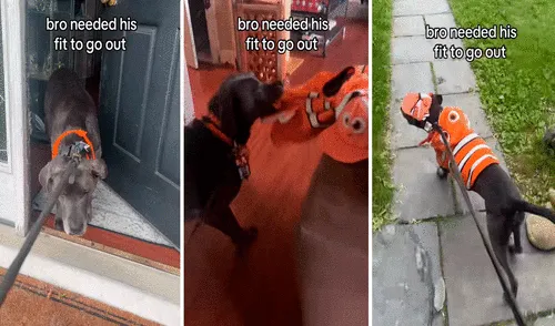 Video tiene millones de vistas en la plataforma. Foto: captura de TikTok/@haleyandthepets