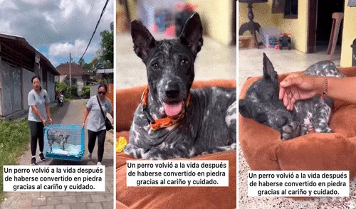 Video superó los 2 millones de vistas en la plataforma. Video superó los 2 millones de vistas en la plataforma. Foto: captura de TikTok/@littlestepsmatter