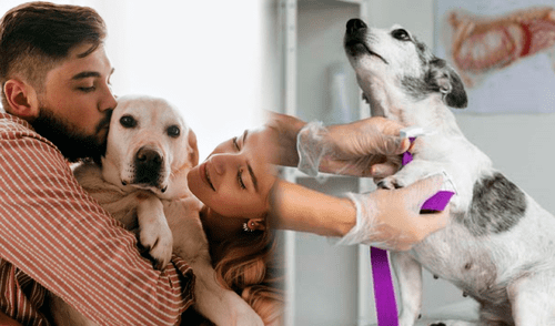Abren centro veterinario en SMP con costos accesibles. Foto: composición LR