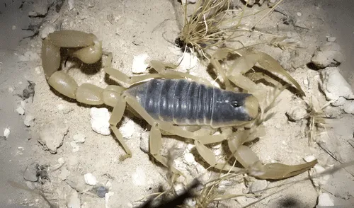 La temporada del escorpión peludo en California dura de mayo a octubre cada año.