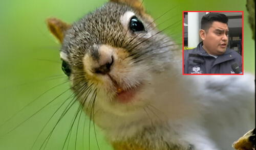 Mujer es multada por alimentar a una ardilla en el distrito de Surquillo. Foto: Composición LR/Captura de pantalla de ATV Mujer es multada por alimentar a una ardilla en el distrito de Surquillo. Foto: Composición LR/Captura de pantalla de ATV